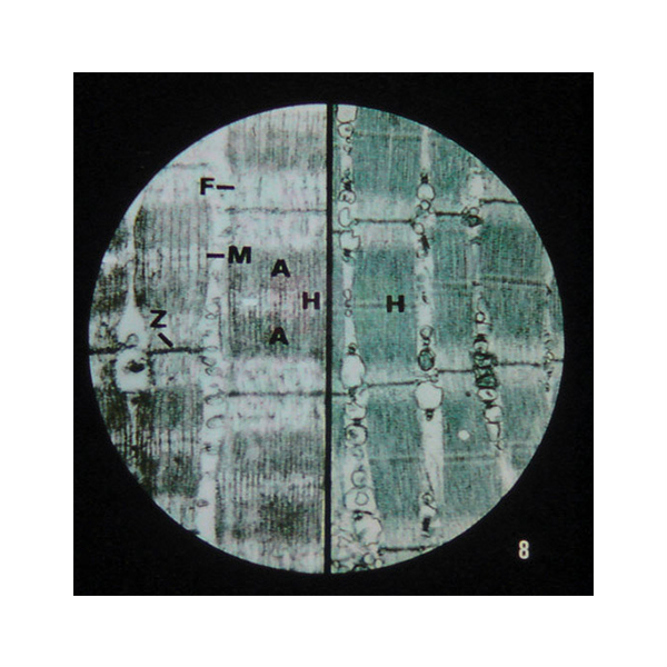 Microslide Nerve & Muscle Action